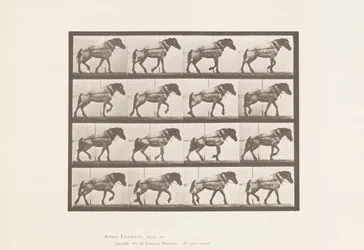 Tafel 569. Ziehen; Dunkelgraues belgisches Pferd Hansel, 1885