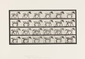 Tafel 574. Gehen; Frei; Dunkelgraues Belgisches Pferd Hansel, 1885