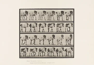 Tafel 575. Gehen; Frei; Dunkelgraues belgisches Pferd Hansel