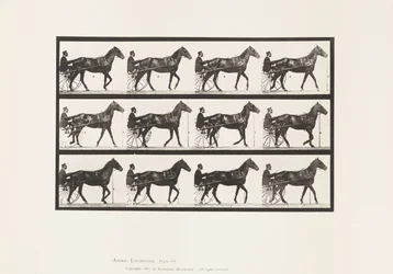 Tafel 588. Gehen; Sulky; Braunes Pferd Reuben