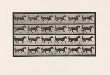 Tafel 608. Trabend; Sulky; Fuchsfarbene Stute Flode Holden