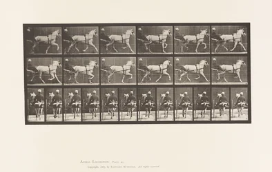 Tafel 611. Trabend; Sulky; Graue Stute Katydid
