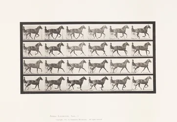 Tafel 614. Trab; Übergang zum Galopp; Fuchsfarbene Stute Flode Holden