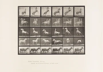 Tafel 652. A, B, C, D, E, Pferde Aufbäumend, etc.