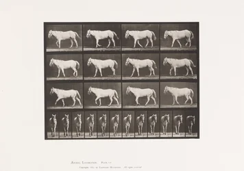 Tafel 656. Gehend; Frei; Verknöcherung des Knorpels