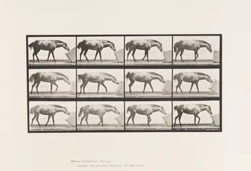 Tafel 657. Eine Kiste rollend; Pony, Lotta