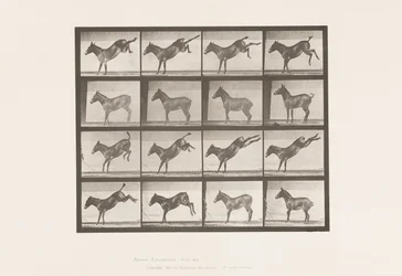 Tafel 658. Maultier; A, tritt; B, tritt Ruth