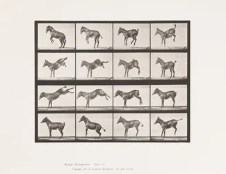 Tafel 659. Maultier; A, B, Bocken und Treten; Ruth