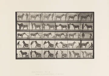 Tafel 664. Maultier; Verschiedene Darbietungen; an einem Tisch, etc.