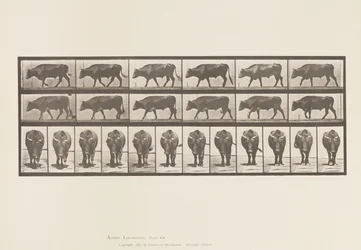 Tafel 670. Ochse; Gehend