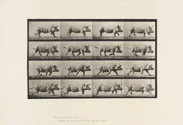 Tafel 675. Sau; Trabend