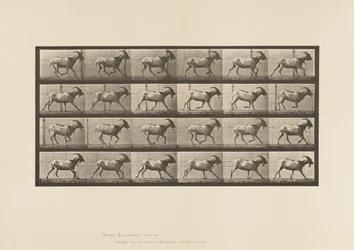 Tafel 679. Ziege; Galoppierend