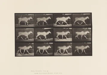 Tafel 696. Elenantilope, Trabend
