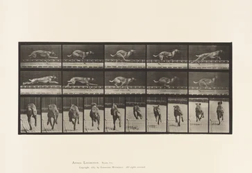 Tafel 708. Hund; Galoppierend; Brauner Rennhund