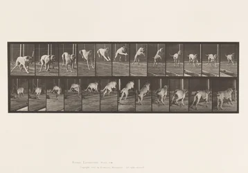 Platte 712. Hund; Hürde springen; Mastiff, Dread