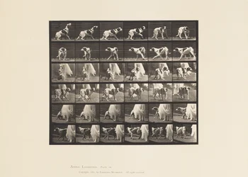 Tafel 713. Hund; Umdrehen, etc; Setter Kate