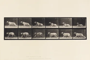 Tafel 714. Hund; Durch einen Torpedo erregt; Mastiff-Smith