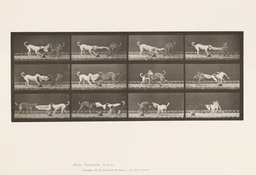 Tafel 715. Hunde; Drei, an einem Handtuch ziehend, Ike, Maggie usw.