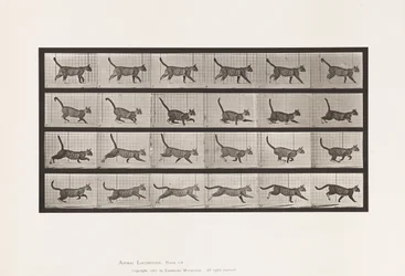Tafel 716. Katze; Gehend, Wechsel zu Galoppierend