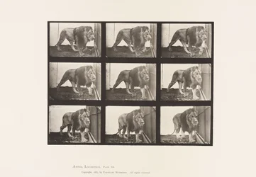 Tafel 721. Löwe; Gehend