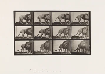 Tafel 723. Löwe; Gehend, Umdrehend