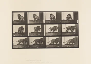 Tafel 725. Löwe; Gehend, Umdrehend