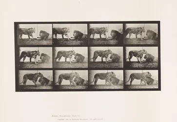 Tafel 727. Löwin; Gehend; Löwe; Liegend