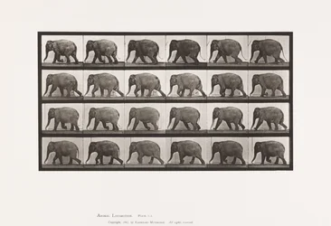 Platte 733. Elefant; Gehen