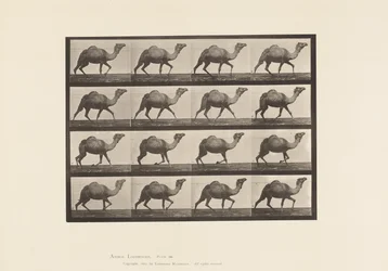 Tafel 736. Ägyptischer Kamel; Trabend