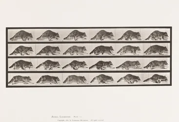 Tafel 744. Waschbär; Laufend; Wechsel zu Galoppierend