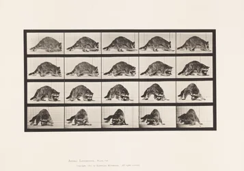 Tafel 745. Waschbär; Laufend; und Umdrehend
