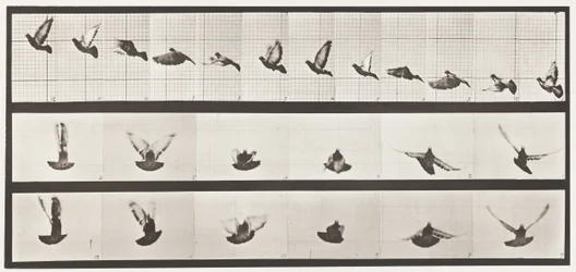 Tafel 755. Taube; fliegend