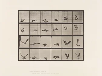 Tafel 757. Taube; Fliegend