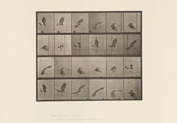 Tafel 763. Rotschwanzbussard; im Flug