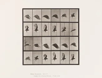 Tafel 765. Geier; Fliegend