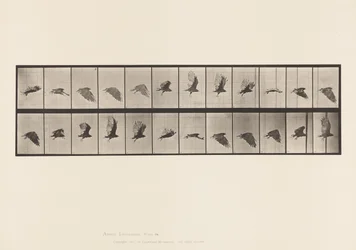 Tafel 766. Geier; Fliegend