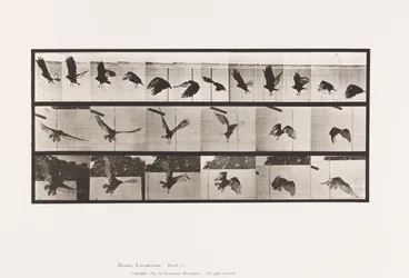 Tafel 767. Geier; Fliegend