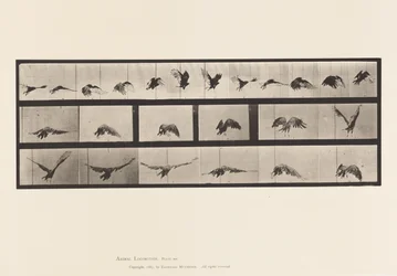 Tafel 768. Geier; Fliegend