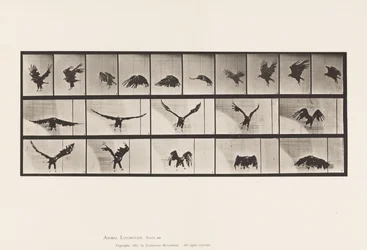 Tafel 769. Amerikanischer Adler; Fliegend