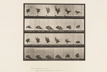 Tafel 770. Amerikanischer Adler; Fliegend nahe dem Boden