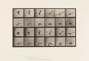 Tafel 771. Amerikanischer Adler; Fliegend in Bodennähe