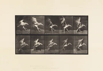 Tafel 775. Adjutant; Fliegender Lauf