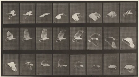Tafel Nummer 758. Fliegender Kakadu, 1887
