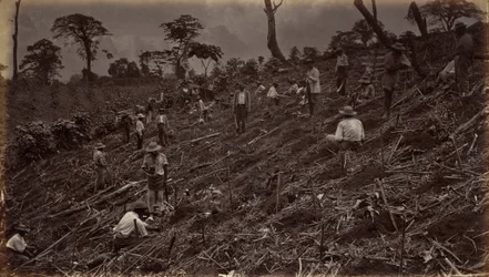 Anlage einer Kaffeeplantage in Antigua Guatemala