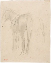 Studien eines Pferdes