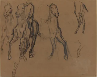 Studie von Pferden
