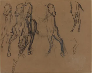 Studie von Pferden