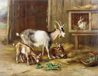 Ziegen bei einem Kaninchenstall