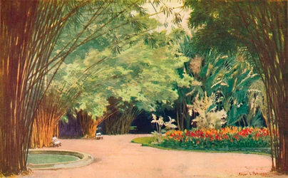 Ein Bambushain - Botanische Gärten, 1914