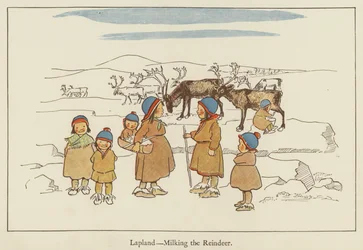 Lappland, das Melken der Rentiere